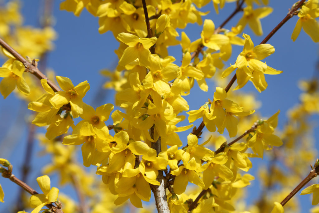 Forsythie vermehren - Kurzanleitung