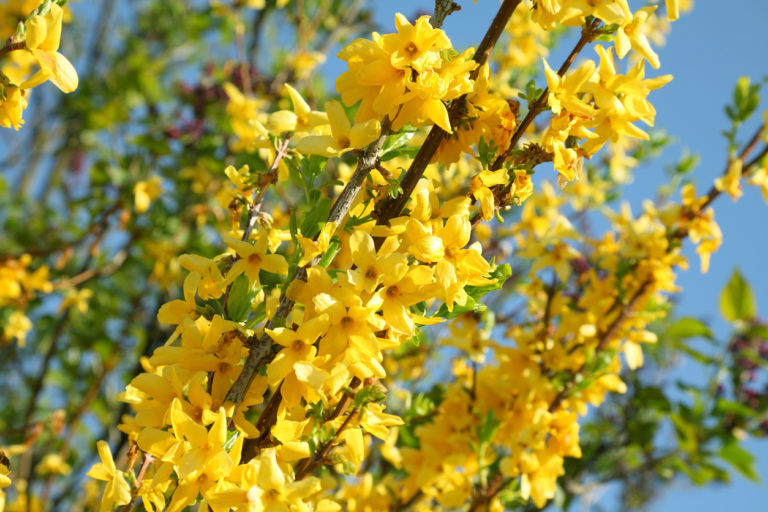 Forsythie verjüngen - Kurzanleitung