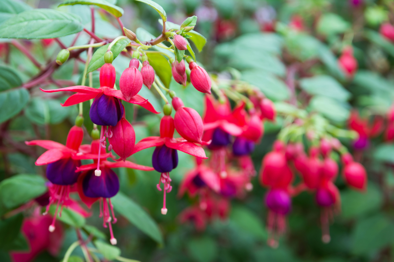 Fuchsie am Balkon Die ideale Pflanze