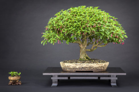 fuchsie-bonsai