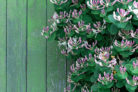 geissblatt-kletterpflanze