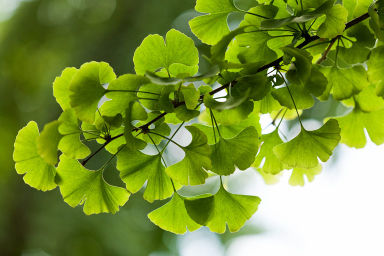 Ginkgo klein halten Die besten Tipps