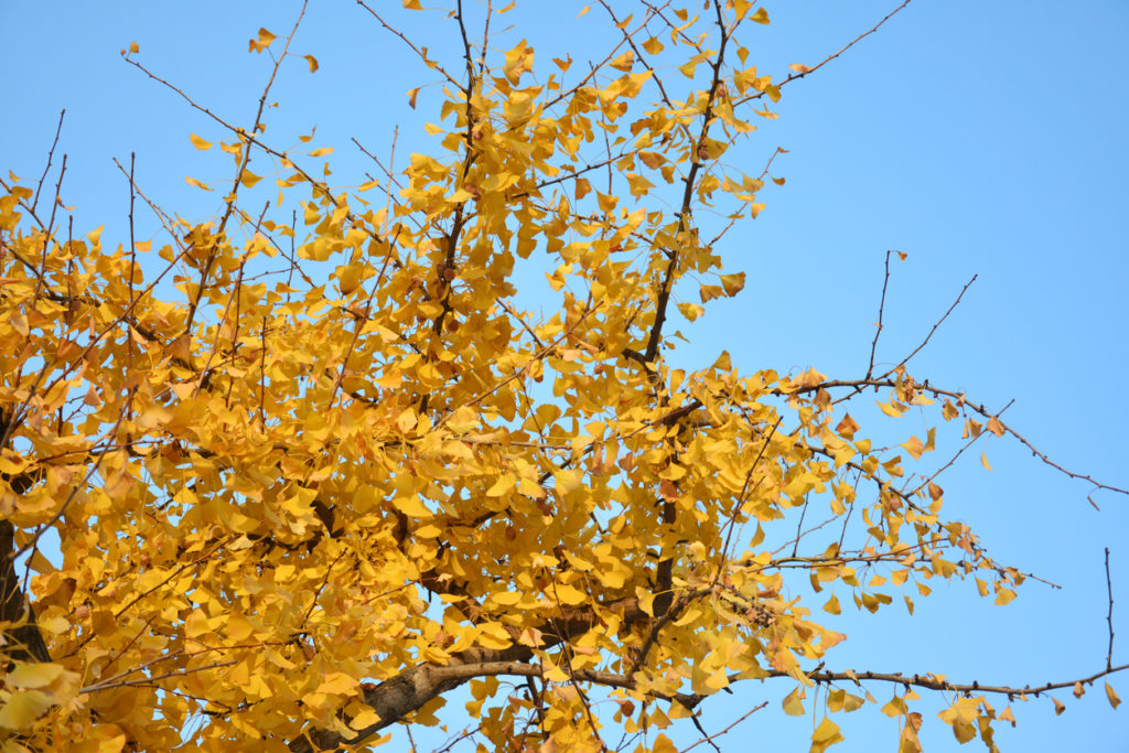 Die Ginkgo Frucht Ist sie genießbar?