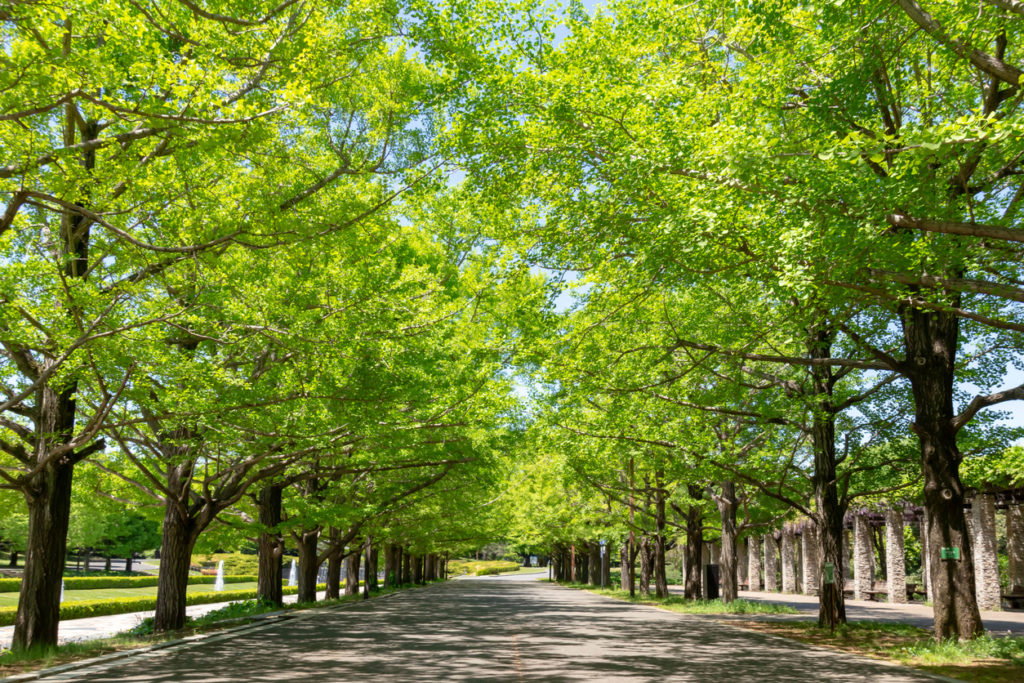 Wachstum vom Ginkgo Baum Wie schnell kann er wachsen?