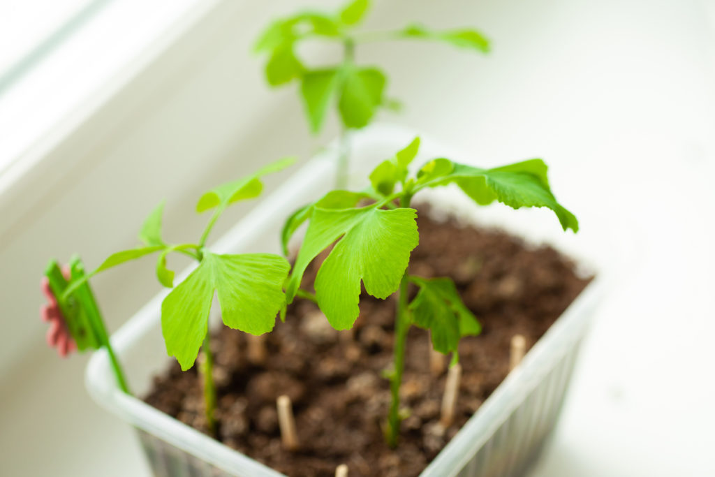 Ginkgo Steckling Tipps zur Vermehrung