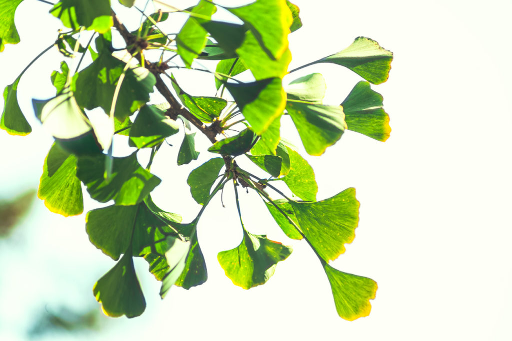 Ginkgo Steckbrief Lernen Sie den Baum kennen