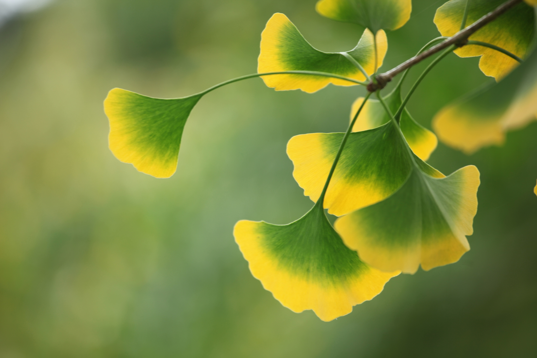 Ginkgo Steckbrief Lernen Sie den Baum kennen