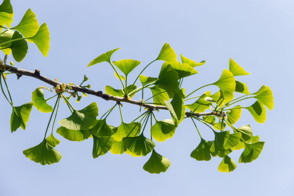 Wachstum vom Ginkgo Baum Wie schnell kann er wachsen?