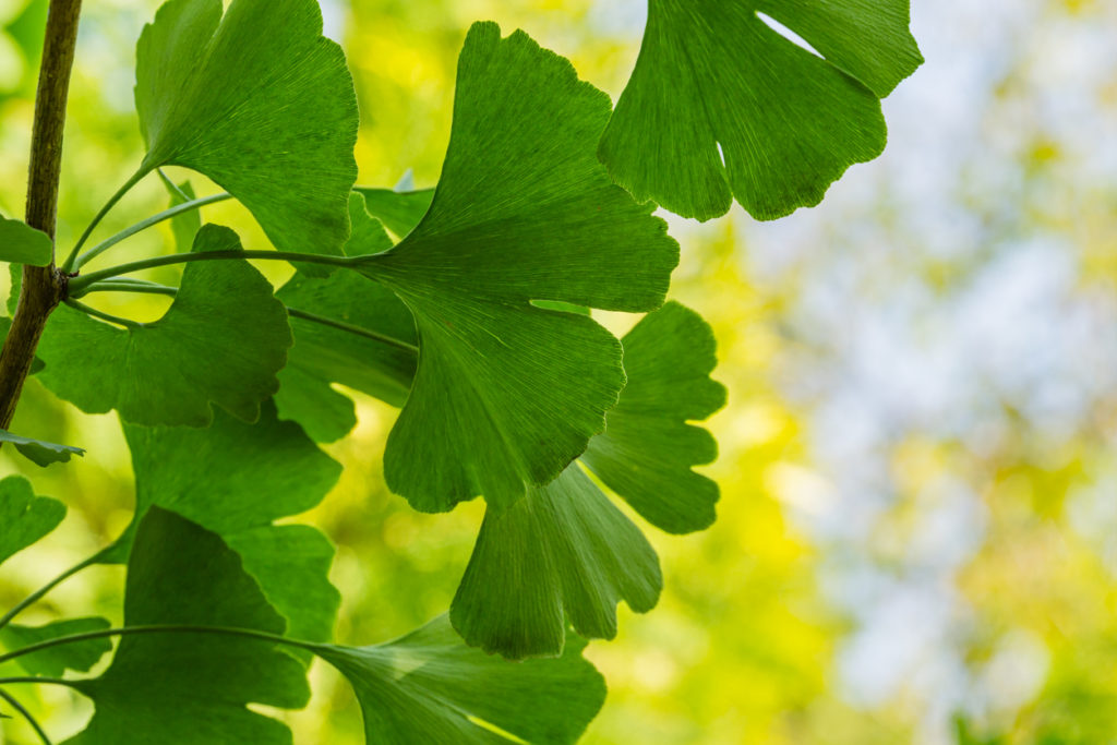 Ginkgobaum Standort Hier gefällt es ihm gut