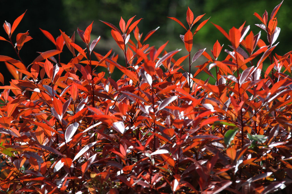 Glanzmispel "Red Robin" verliert Blätter Die besten Tipps