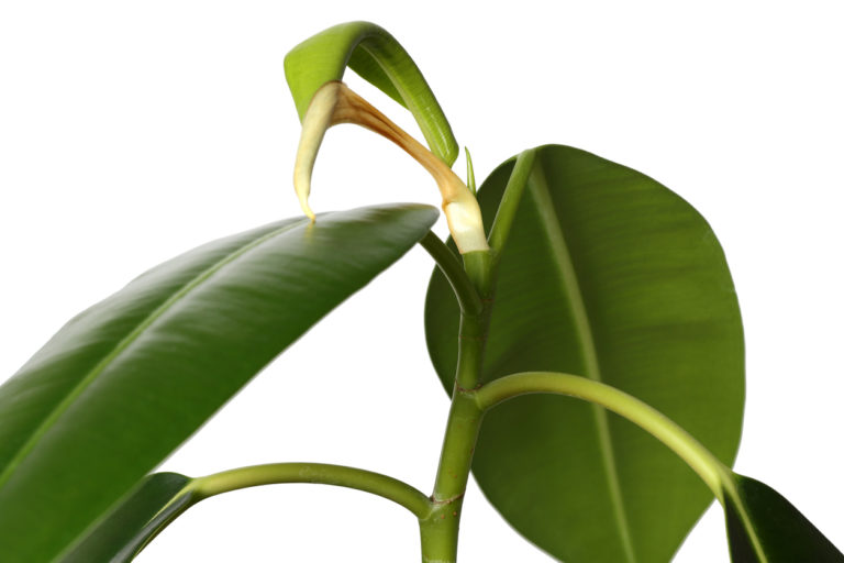 Einblatt lässt Blätter hängen Diese Ursachen kommen infrage