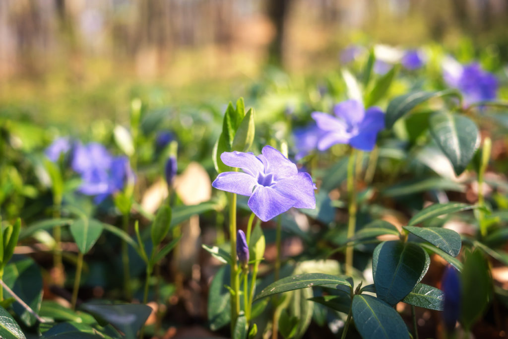 Immergrün vermehren So ziehen Sie neue Pflanzen Ihrer Vinca minor