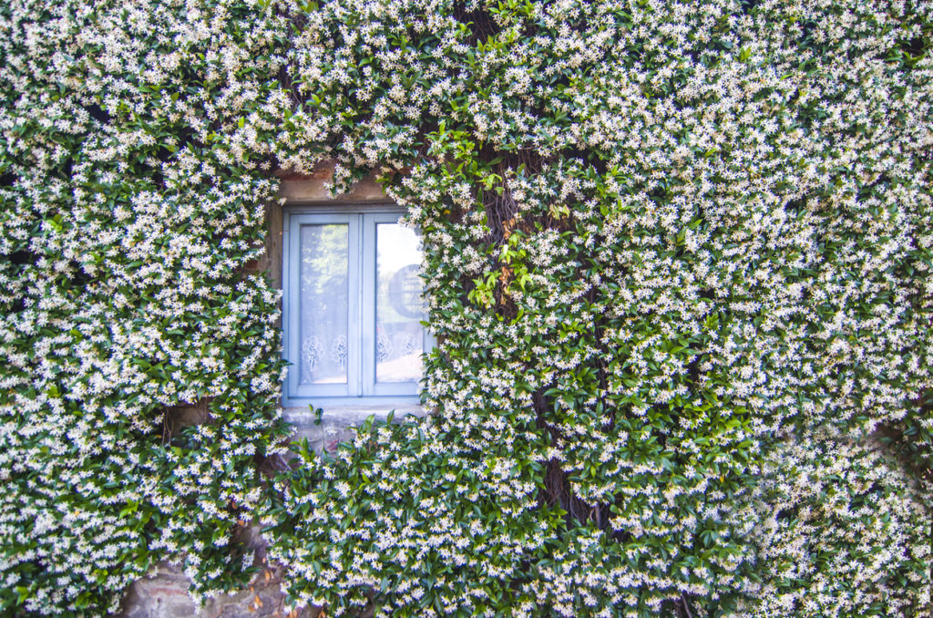 Jasmin auf Balkon pflanzen Tipps zum Erfolg