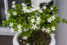 jasmin-kuebelpflanze