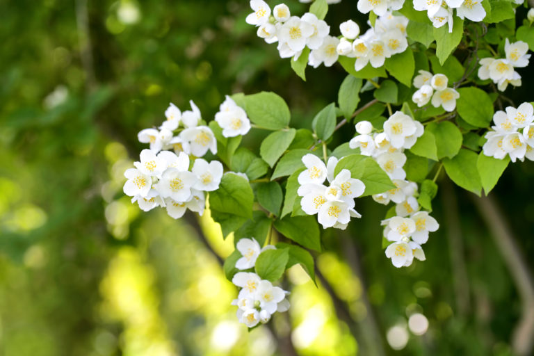 Jasmin im Topf überwintern » So gelingt das Vorhaben