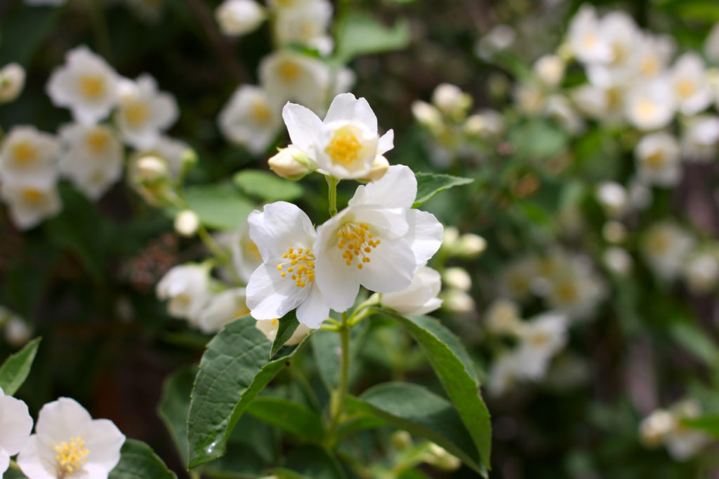 Welcher Jasmin ist winterhart? » Frostresistente Sorten