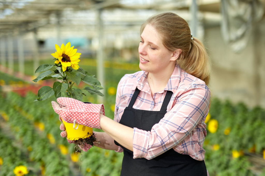 Sonnenblumen vorziehen So machen Sie es richtig