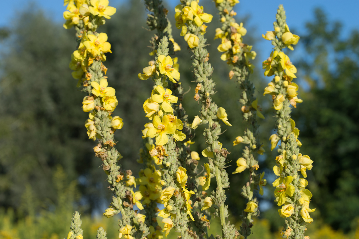 Königskerze Standort Hier gefällt es der Pflanze