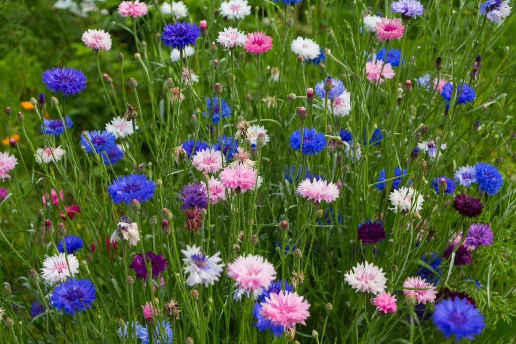 Kornblumen säen Die besten Tipps