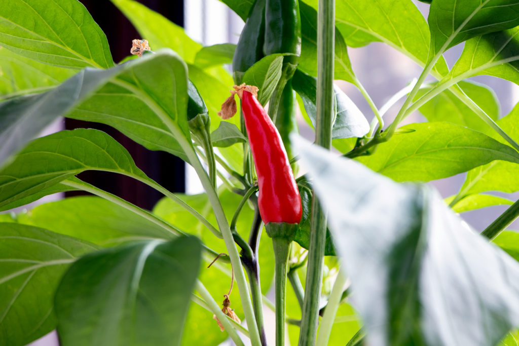 Peperoni pflanzen Die besten Tipps
