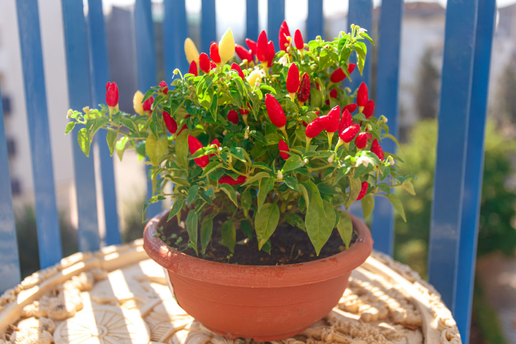 Peperoni pflanzen Tipps für den Balkon