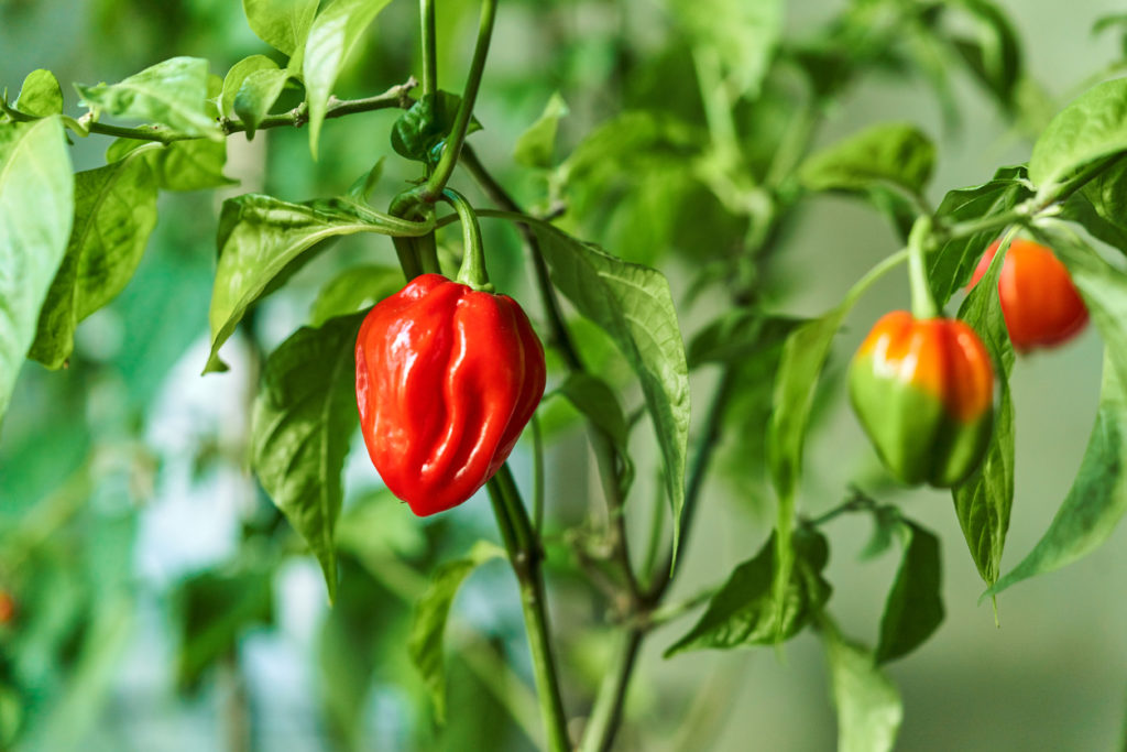 Peperoni selber ziehen Tipps zum Erfolg