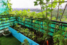 suesskartoffel-pflanzen-balkon
