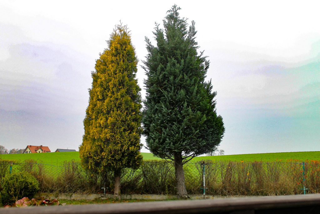 Thuja Baum schneiden Kurzanleitung