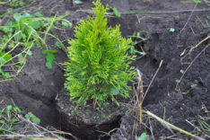 Thuja mit Bittersalz düngen Geht das?