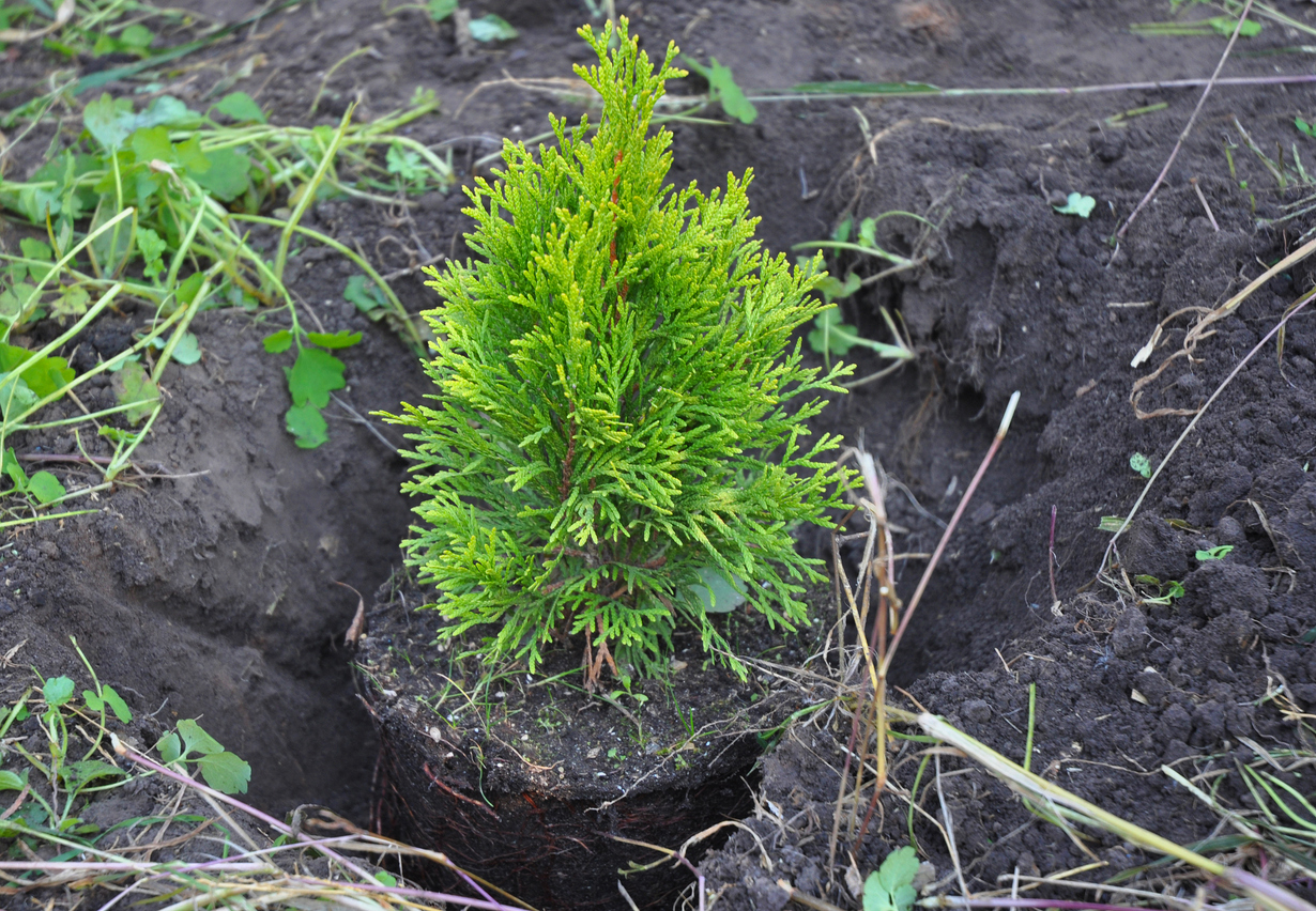 Thuja Brabant düngen Kurzanleitung