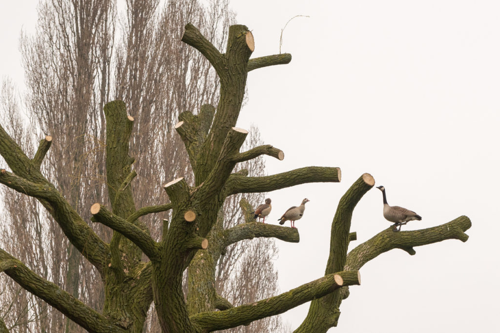 Baum Treibt Nicht Aus