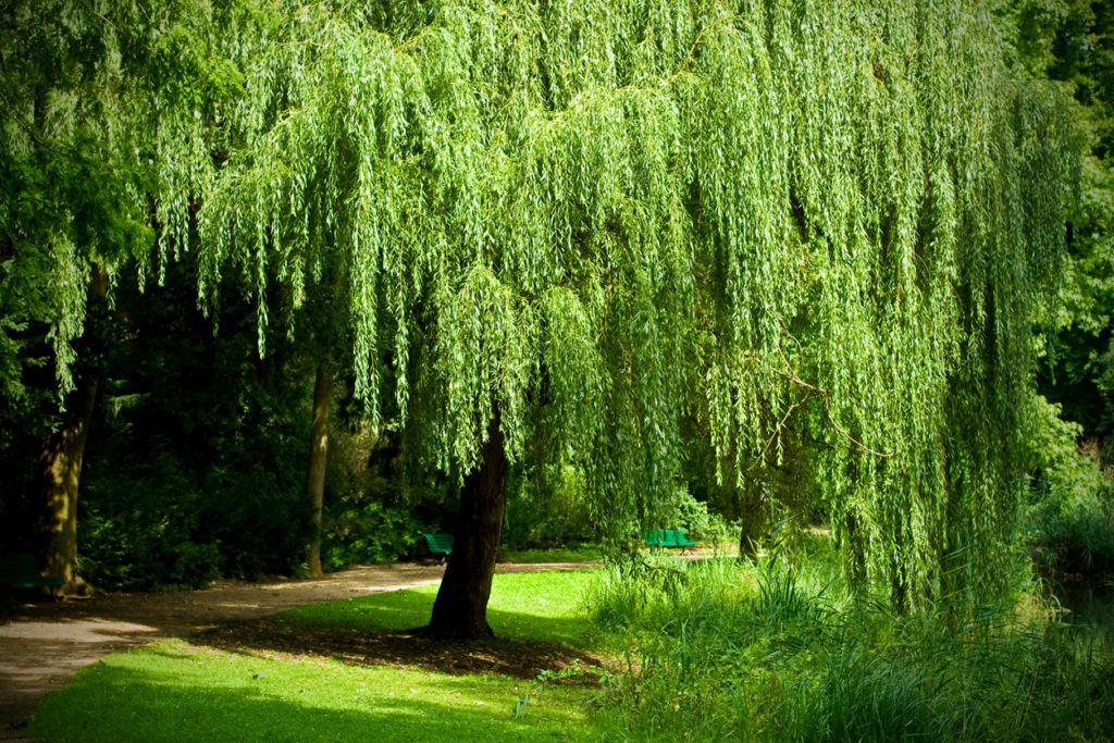 Bergahorn Steckbrief Lernen Sie den Baum kennen