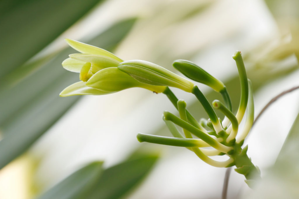 Vanille - Daran erkennen Sie die Blüte der aromatischen Pflanze