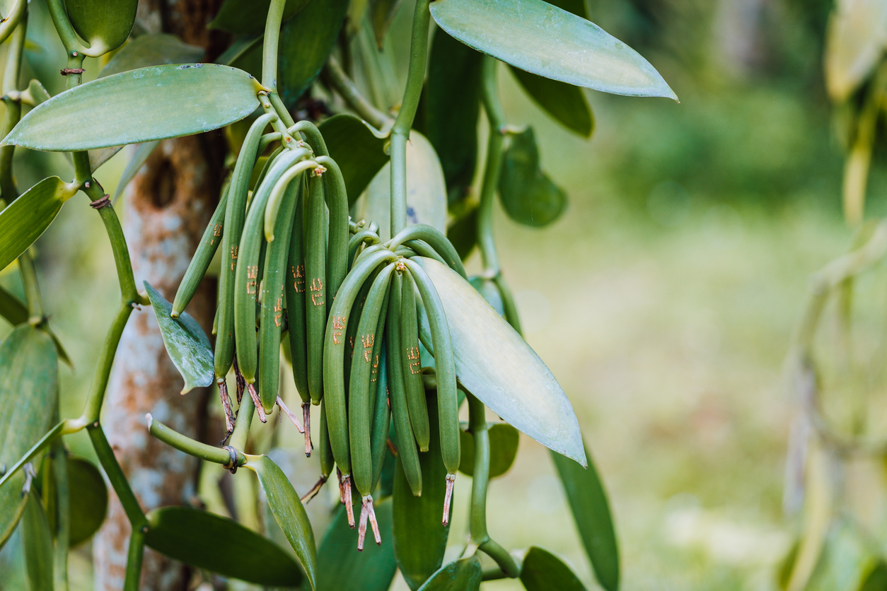 Vanille - Daran erkennen Sie die Blüte der aromatischen Pflanze