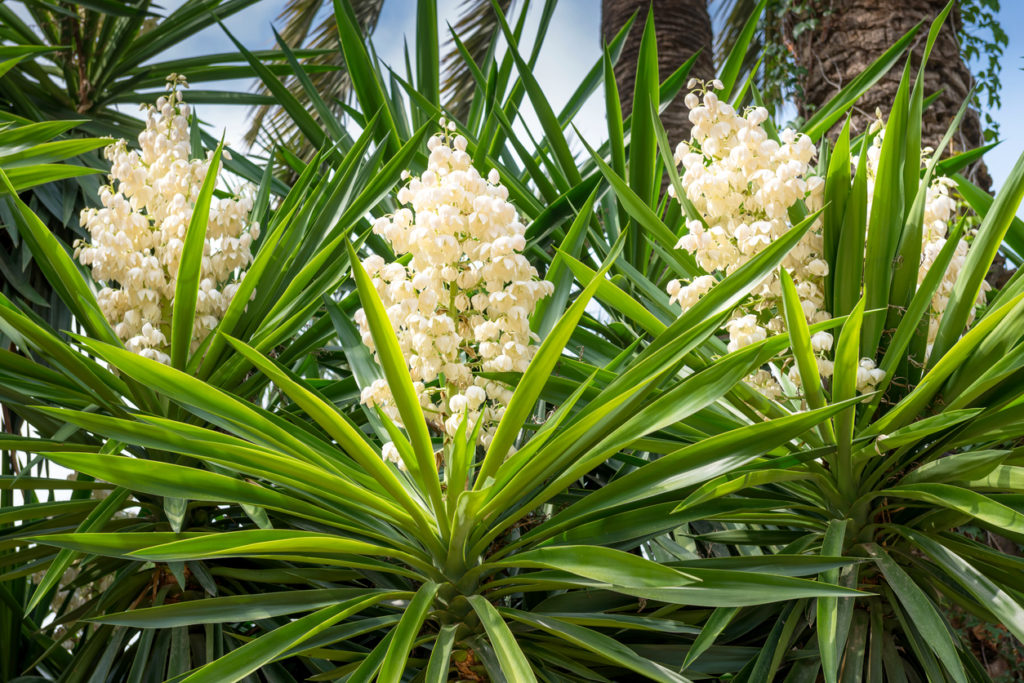 Blüte der Hanfpalme abschneiden Warum und wie macht man das?