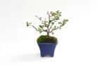 zierquitte-bonsai