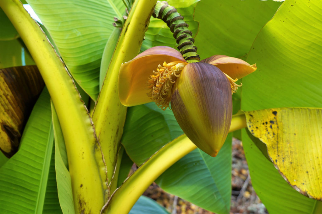 BananenbaumBlüte Aussehen, Verwendung und Blütezeit