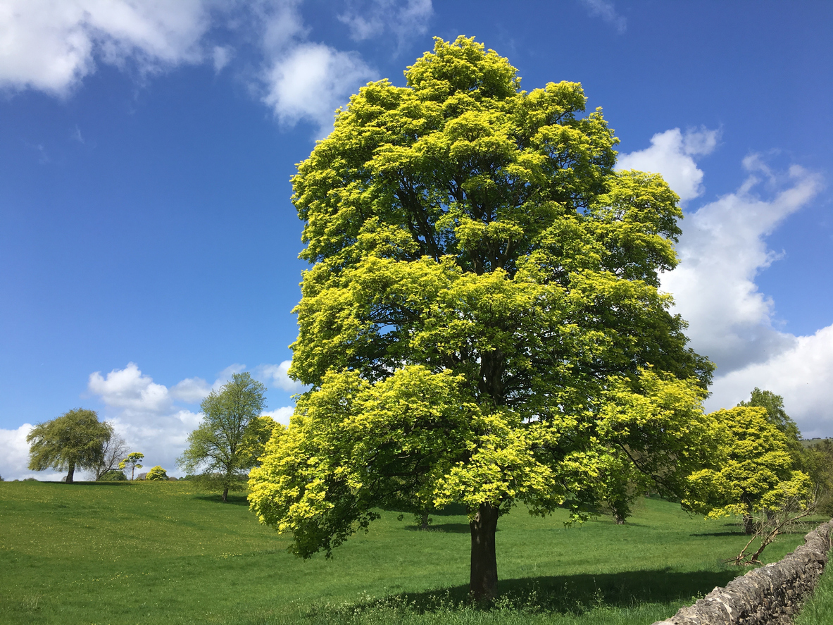 Bergahorn Steckbrief - Lernen Sie den Baum kennen