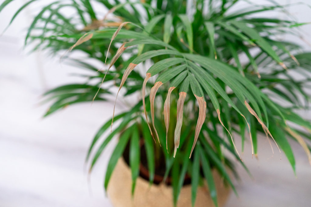 Palme Braune Spitzen Rettung Oder Radikalkur Der Kampf Um Die Gesundheit Ihrer Palme