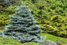 colorado-tanne-weihnachtsbaum