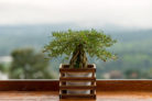 dipladenia-bonsai