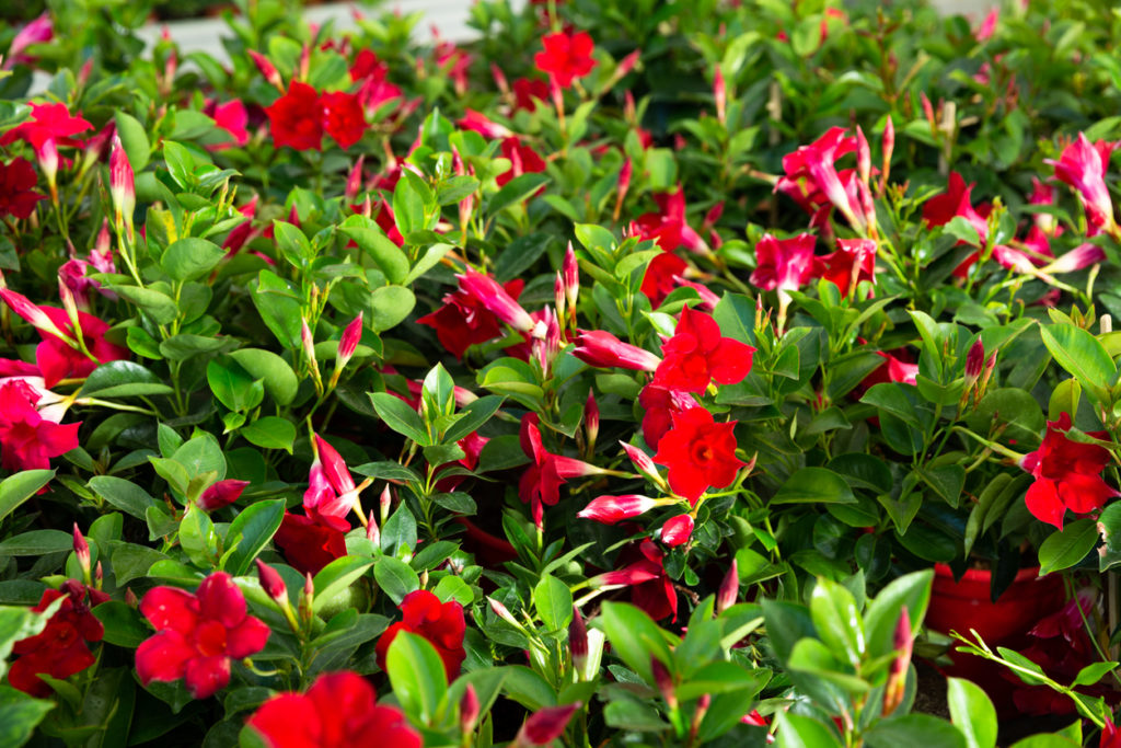 Dipladenia düngen Die besten Tipps