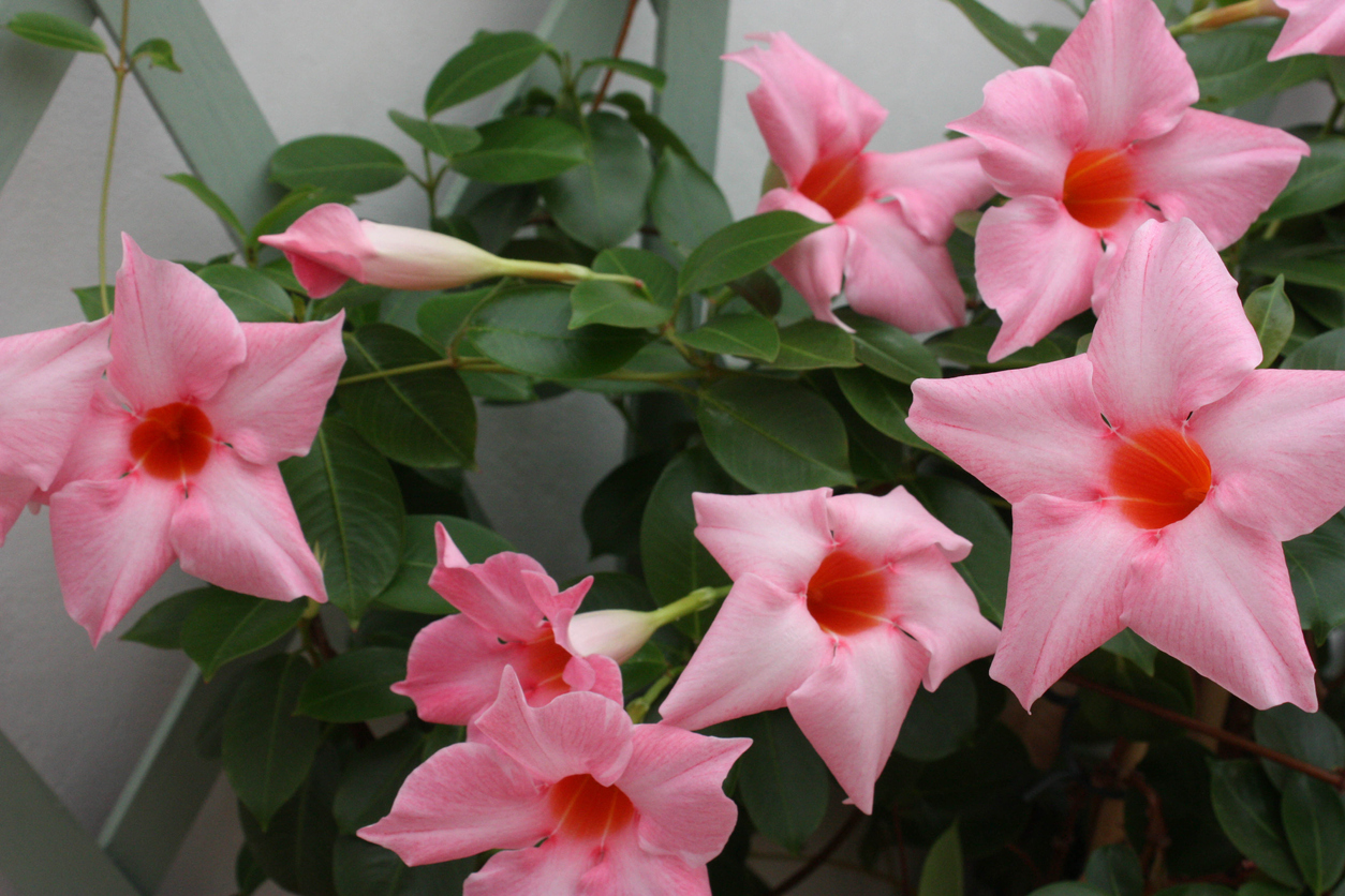 Dipladenia düngen Die besten Tipps