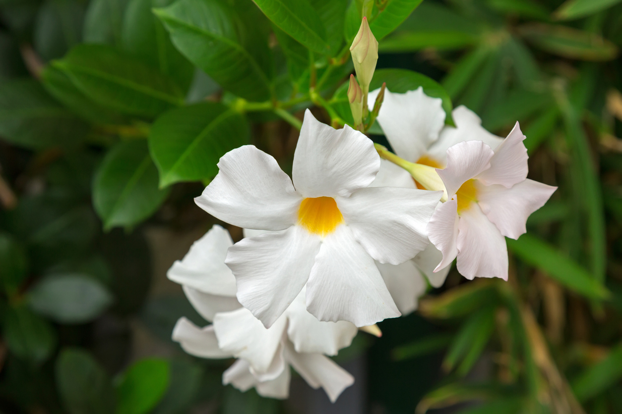Dipladenia winterhart Wie viel Kälte verträgt sie?