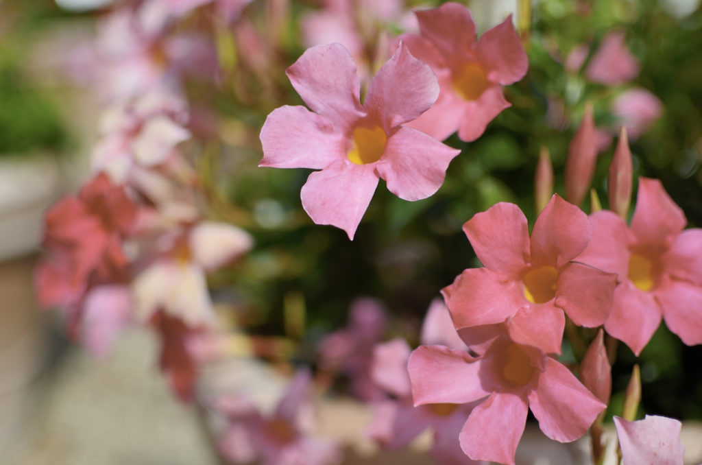 38+ Dipladenia Winterhart Kaufen, Mandevilla sind in unserer