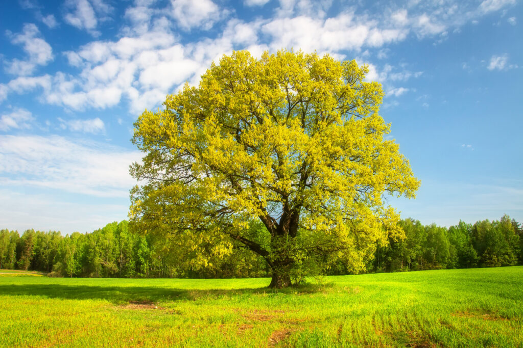 Baum Umpflanzen Was Beachten