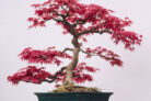 faecherahorn-bonsai