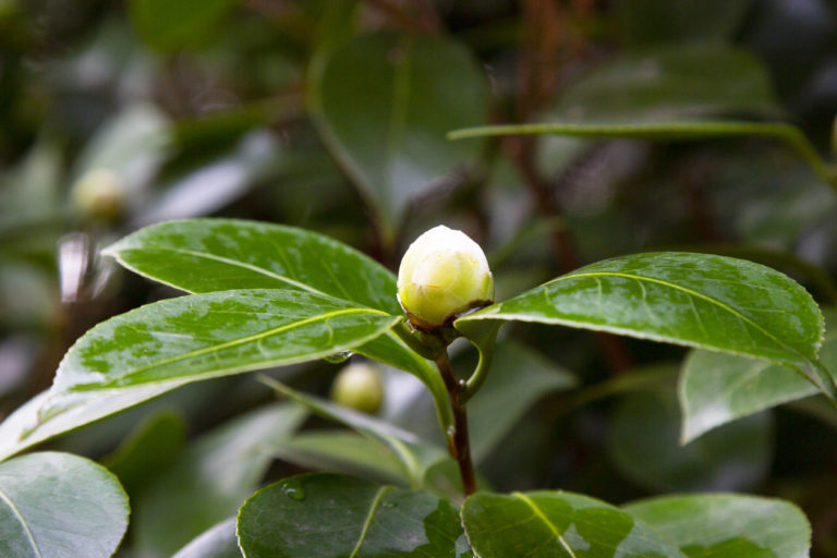 Kamelie braune Knospen Was bedeutet das?