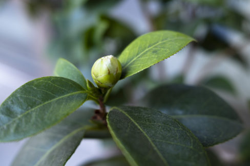 kamelie-knospen-gehen-nicht-auf