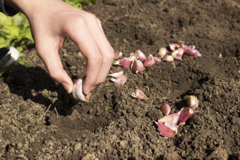 knoblauch-setzen